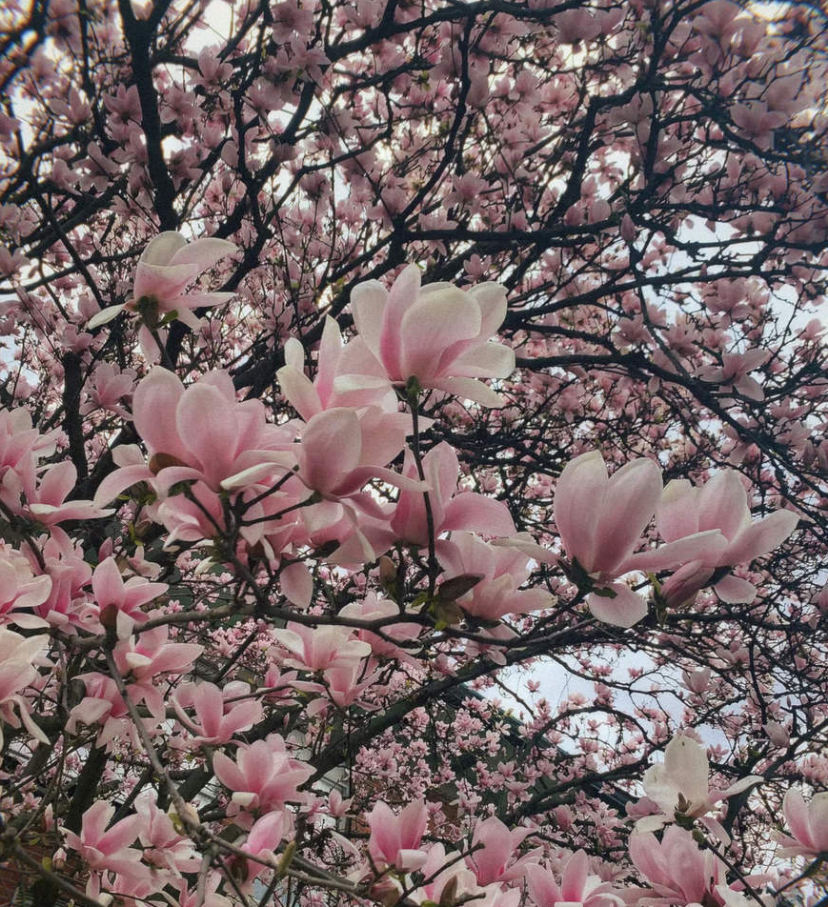 Magnolias in Atherton Courtyard.